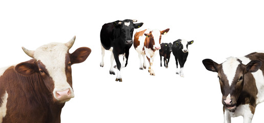 herd of cows on a white background