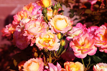 Beautiful roses.
