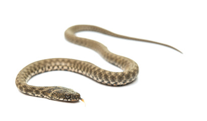 Snake isolated