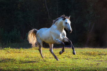 Obraz na płótnie Canvas White Andalusian horse with the black mane runs on the green grass on the trees background
