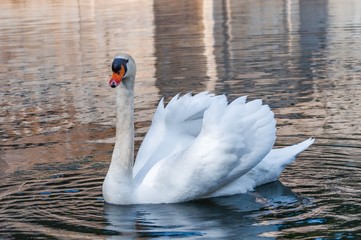 Naklejka premium Beau cygne blanc.
