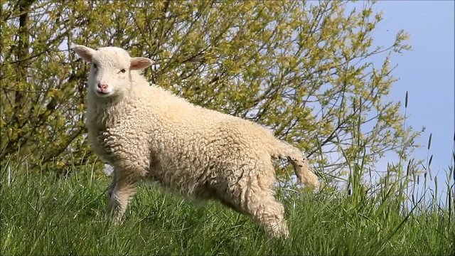 cute lamb standing on dike
