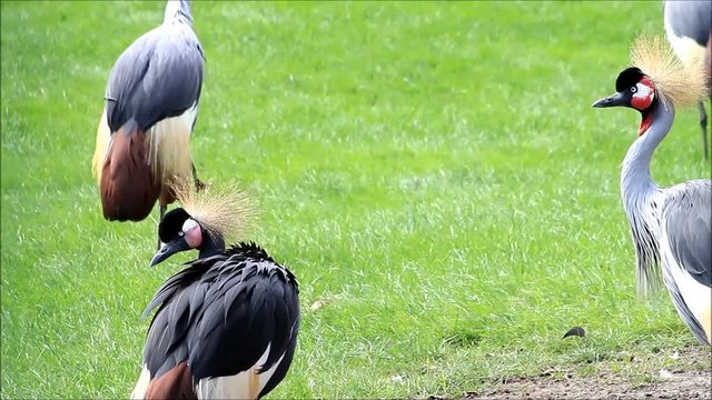 crane crowned in a park, Balearica pavonina
