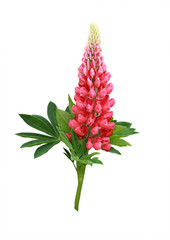 Beautiful flower lupine isolated on white background.
