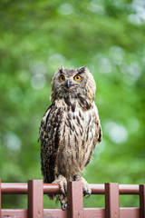 Closeup of a Eurasian Eagle-Owl (Bubo bubo)