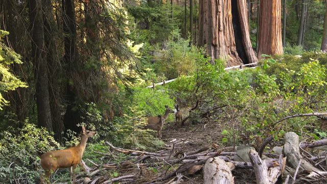 Sequoia Forest Mule Deer 01 Grant Grove Kings Canyon Sunset