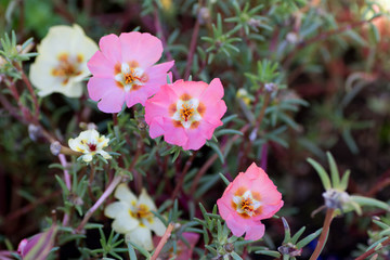 Fototapeta premium Pink cute wild portulaca grandiflora