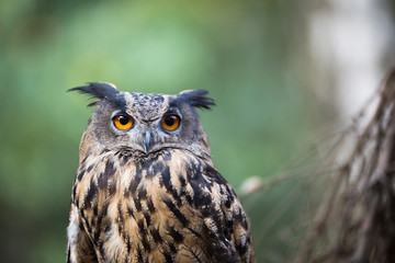 Obraz premium Closeup of a Eurasian Eagle-Owl (Bubo bubo)