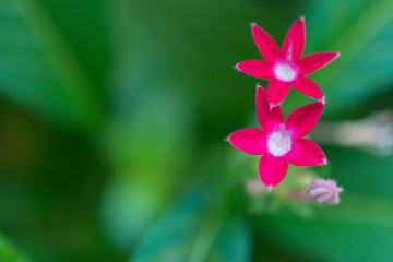 macro detail of a group of little pink flowers