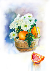 Fototapeta premium Watercolor painting. Still life of oranges and white daisies in a basket on a white background.