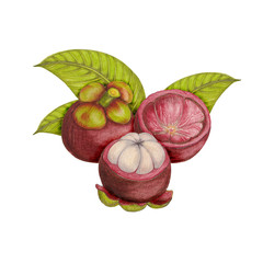 Hand drawn botanical illustration of mangosteen