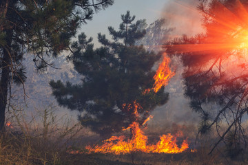 wildfire, pine burns with a bright flame at sunset