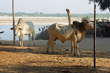 Vaches au bord de l'Irrawaddy en Birmanie