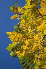Yellow and green leaves on a tree against a blue sky.
Autumn.