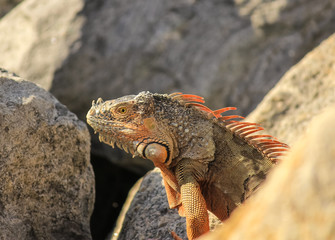 Iguana (Iguana iguana) Head Shot