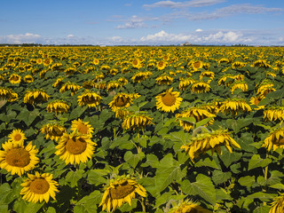 Obraz premium A huge field of sunflowers