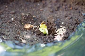 Just sprouting from the ground