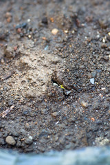 Just sprouting from the ground