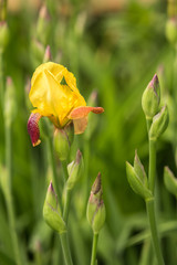 Blooming yellow iris flower close up