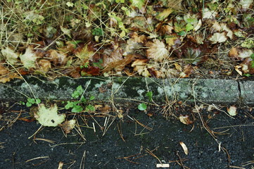 feuilles d' automne et grillage