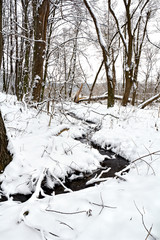 The winter river  in snowy forest