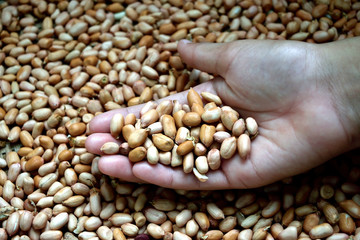 Peanut l surface and background