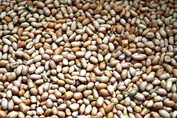 Peanut agricultural surface and background
