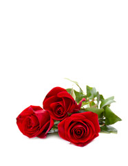 Red roses on white background with space for text