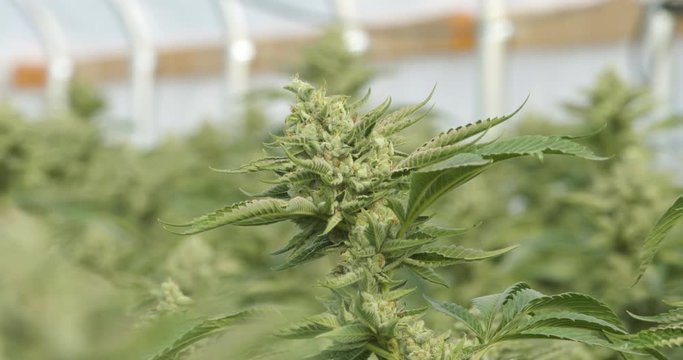 Shallow Depth of Field Cannabis Plant