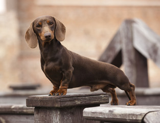 dachshund Dog