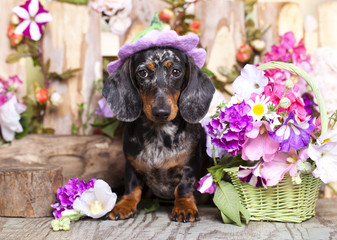 dachshund dog