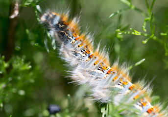 caterpillar on a plant in the nature. macro