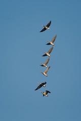 Geese Flying Up