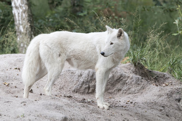 Naklejka na ściany i meble standing white wolf