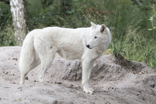 standing white wolf