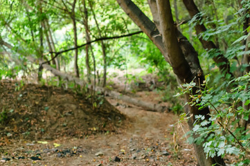 Fototapeta premium Mixed Tree Forest