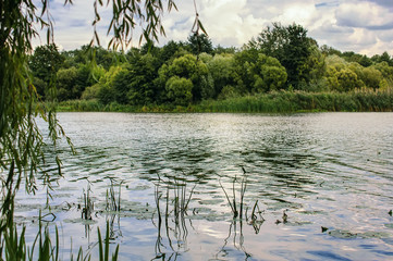 Pond with Water Lily
