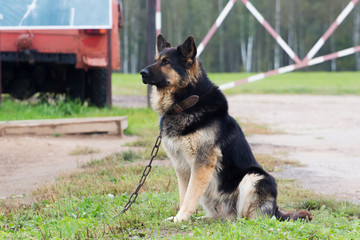 Big dog on the chain guard