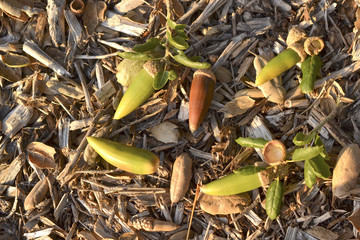 Acorn season has started in California