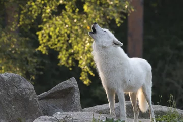 Photo sur Aluminium Loup loup blanc hurlant