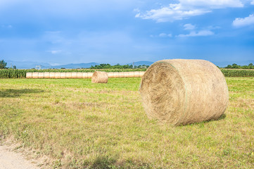 Fototapeta premium Agricultural landscape with hay bales.