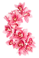 Orchid flowers isolated on white background