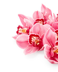 Orchid flowers isolated on white background