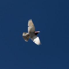 One pigeon in flight against a blue sky