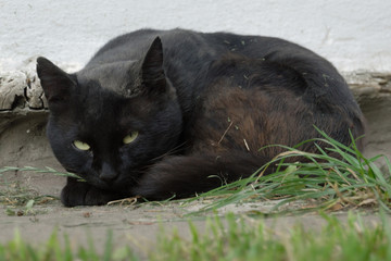 Black cat outdoor