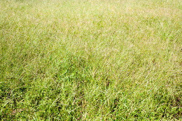 Seamless picture of weeds field