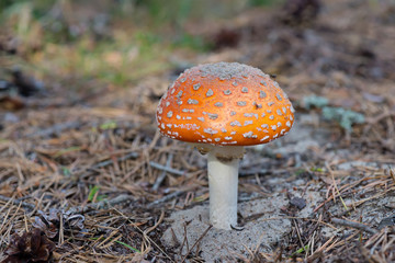 Amanita growing on forest