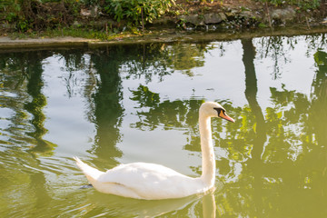 swan bird lake white