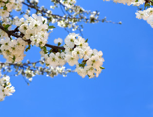 Blooming of the cherry on a spring day