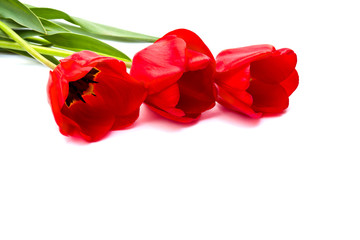Bouquet of red tulips on white background